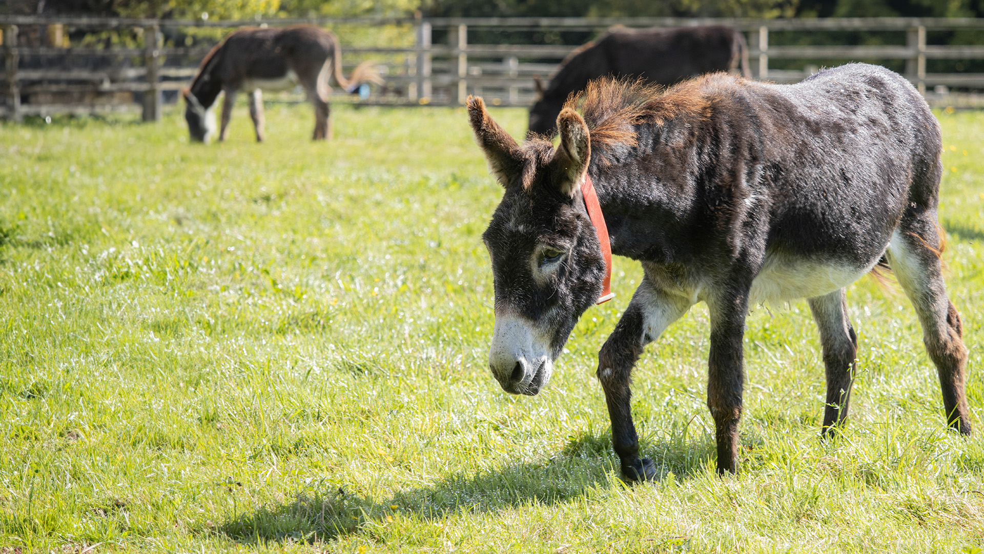 Shelter 2 Donkeys